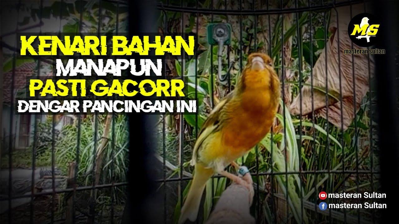 PANCINGAN KENARI BAHAN SUPAYA CEPAT BUNYI #pancingankenaribetina #kicaumania #masteran 