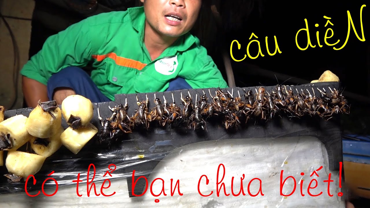 Giăng câu diền bắt CÁ TRÊ, CÁ TRA trên sông bằng mồi DẾ, CÁM, CHUỐI (Fishing) | Đời Sống Dân Dã