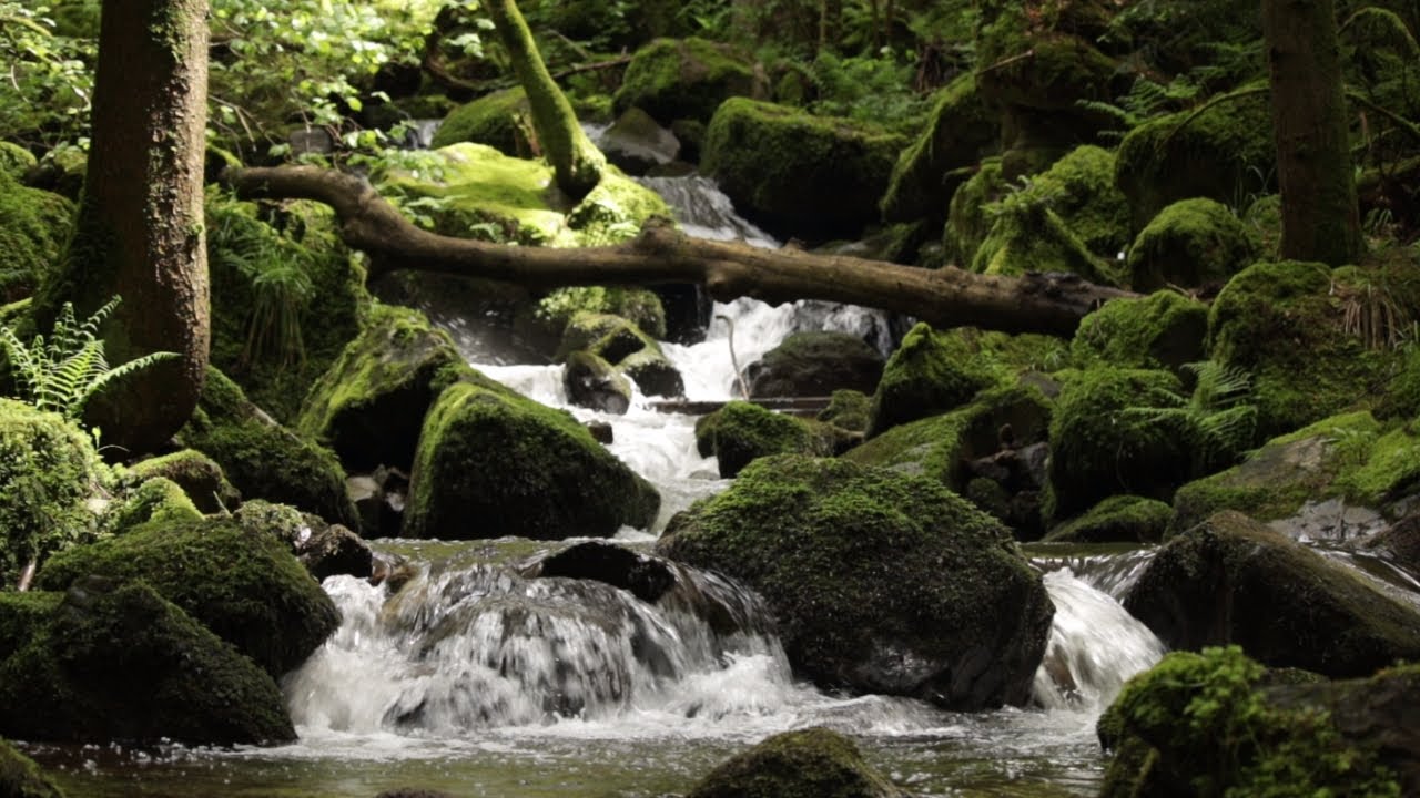The Black Forest: Magical waterfalls and misty mountain | Schwarzwald, Germany