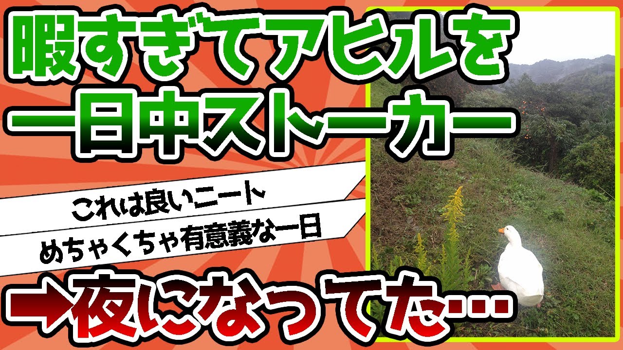 【2ch動物スレ】ニートだけど暇すぎてアヒルを一日中ストーカーしてたらもうこんな時間ｗｗｗｗｗｗｗｗ