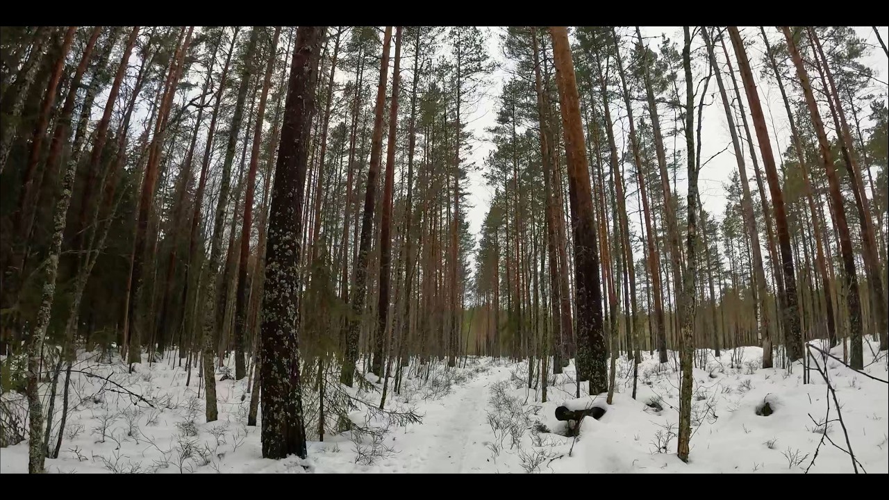 Early Signs of Spring | 1 Hour Forest Walk in Late Winter