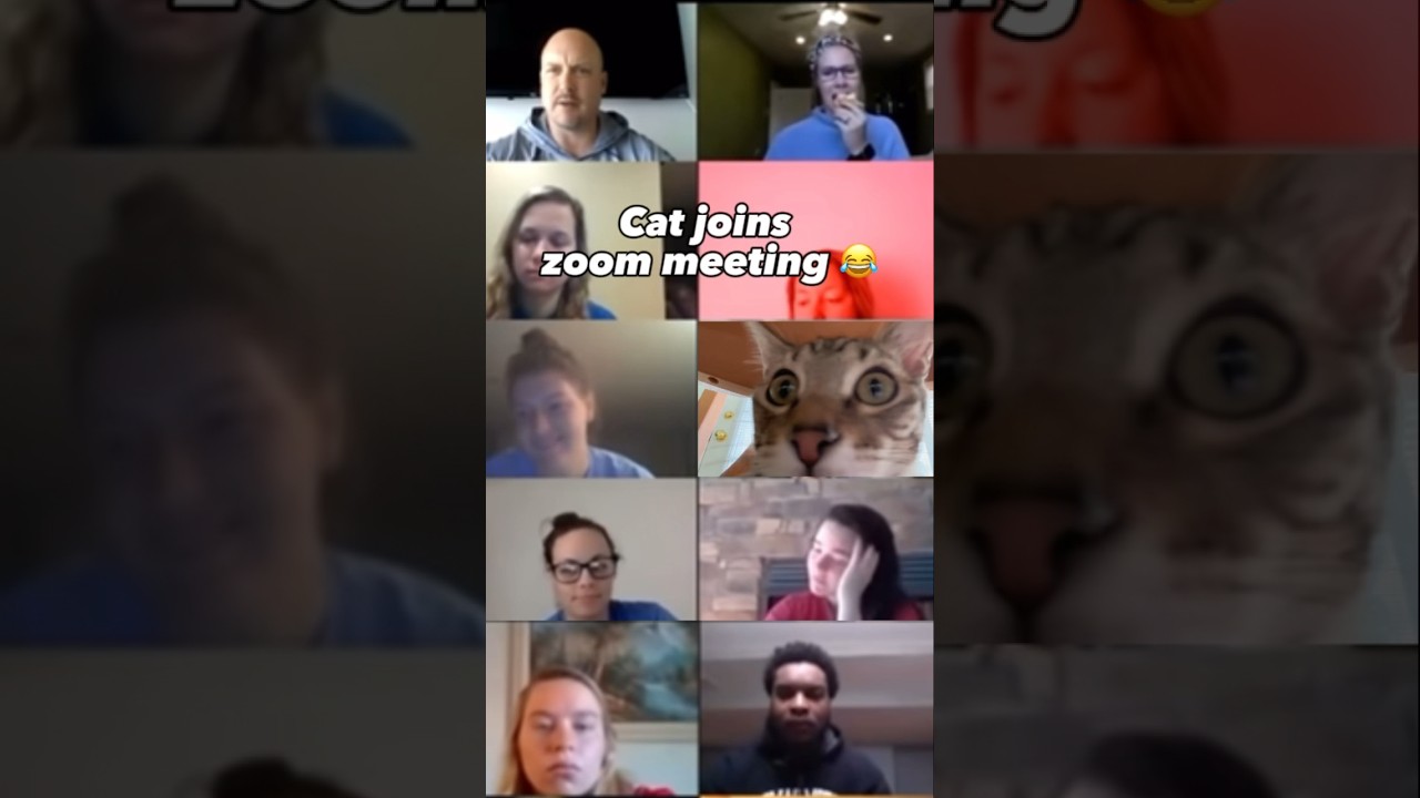 Funny cat joins zoom meeting 🐱😂 #nintendo #switch #luigi #funny #meme #zoom #shorts #animals