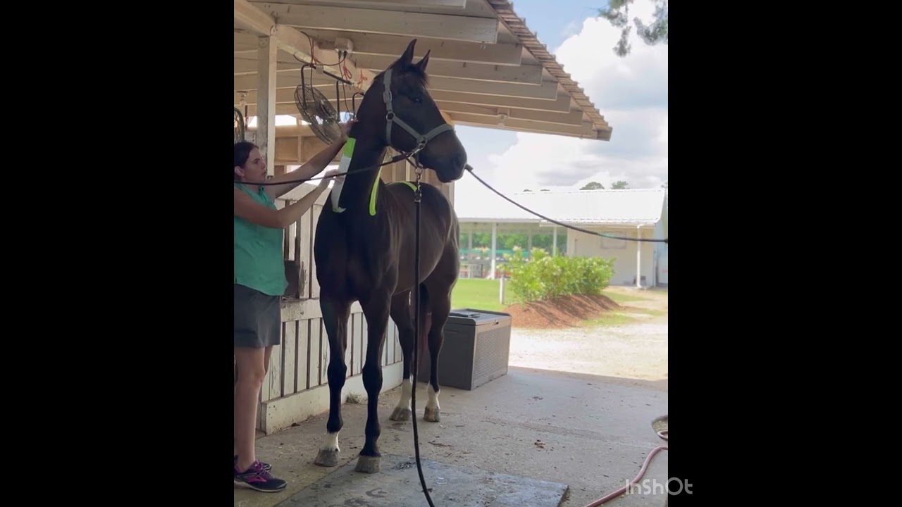 Applying Kinesiology Tape to a Horse