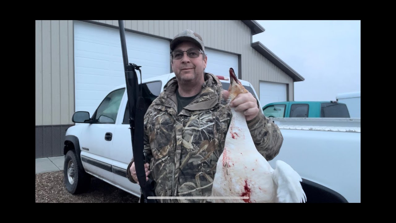 MAFA SNOW GOOSE