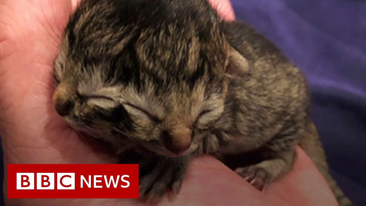 Kitten born with two faces - BBC News