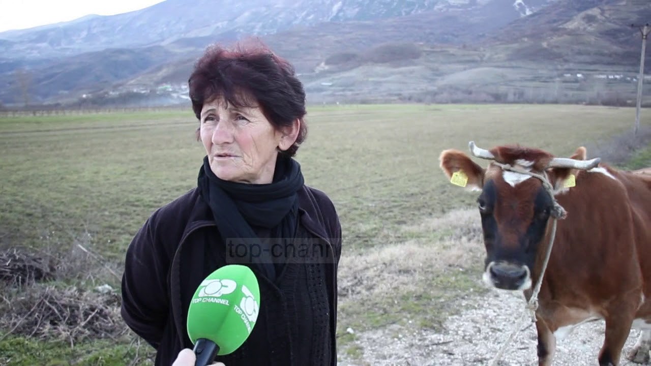 Sukë/ Fshatin ku s’del njeri në pension! Të moshuarit punojnë në bujqësi