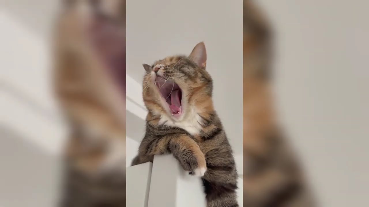 Cute and Funny Pet Videos for Your Mental Health Part 3