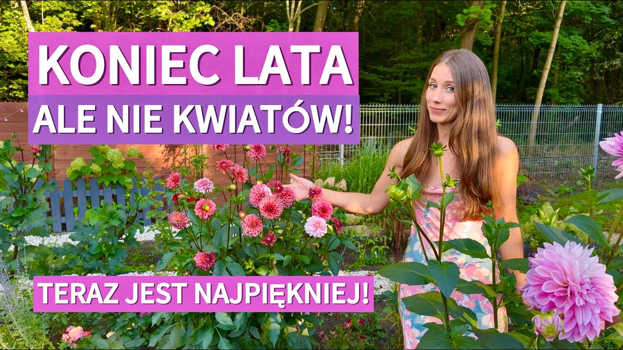 DZIAŁKA ROD U SCHYŁKU LATA jak z bajki: dalie, zawilce japońskie, trawy, róże.