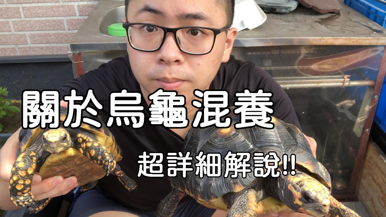 烏龜到底能不能混養呢??【九桃分享養爬蟲-《Reptiles》】