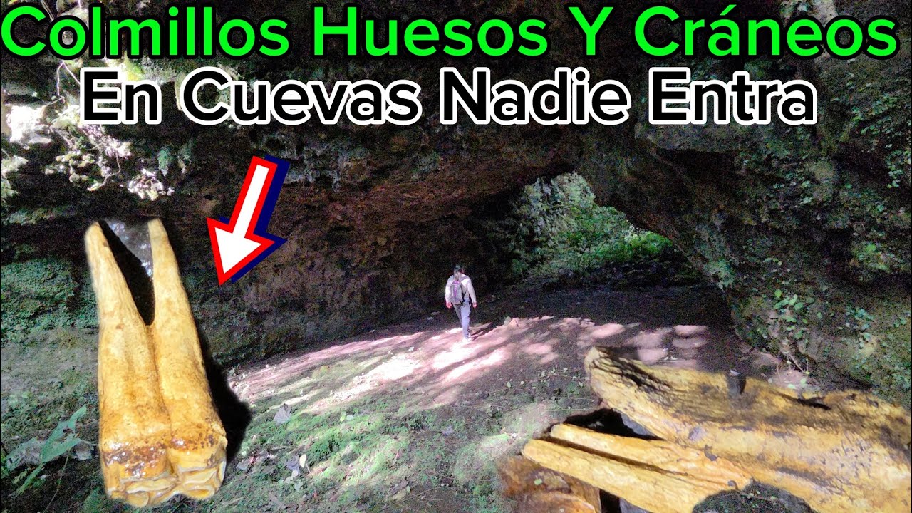 Cráneo Colmillos Grandes Y Huesos En Cuevas Gigantes Que Nadie Entra 