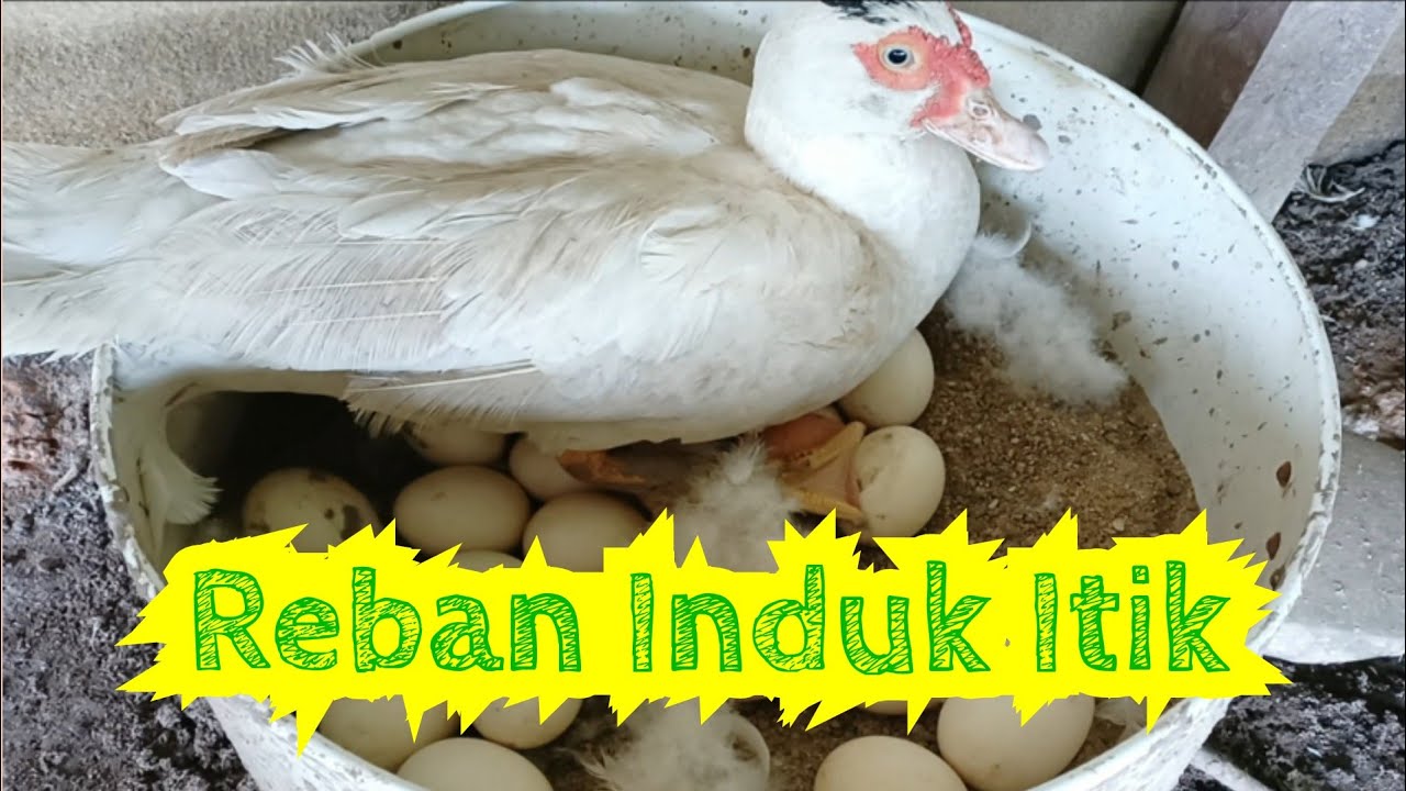 [ Episod 33 ] Cara mudah bina Reban itik