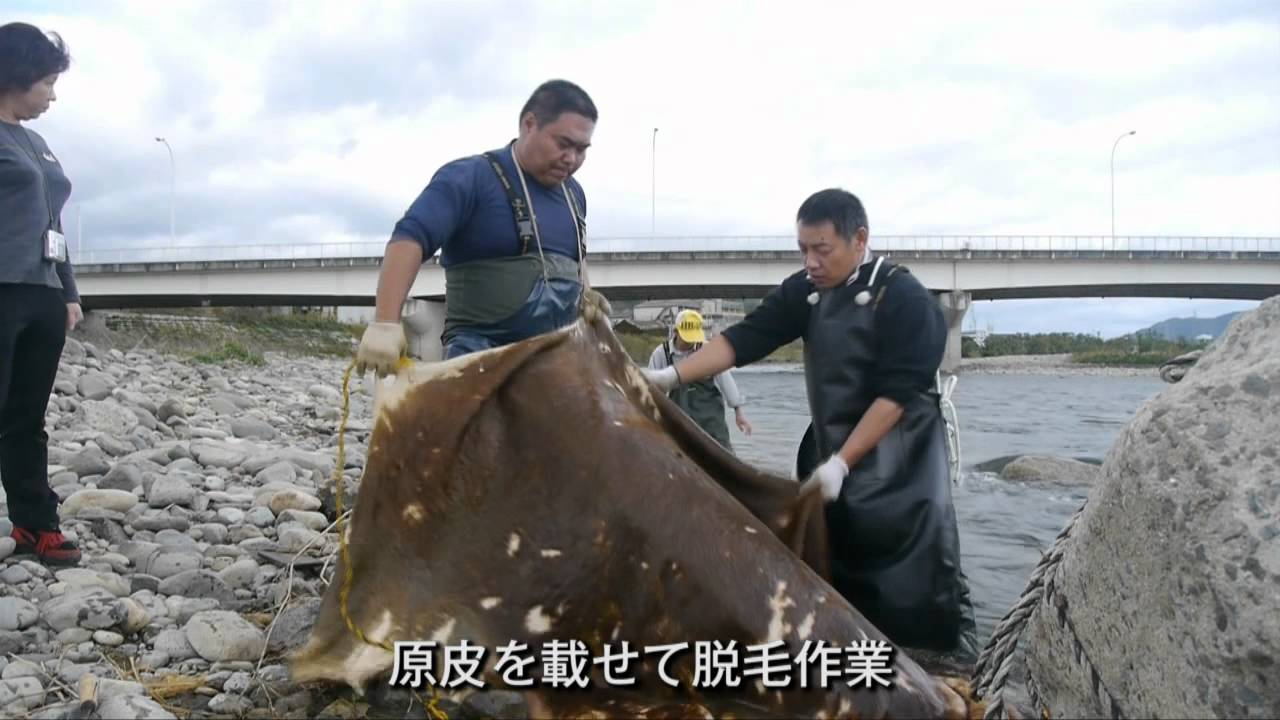 白なめし革(姫路靼）再現の道32　市川の川原で脱毛作業