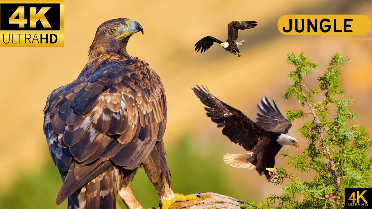 TRAVELING WITH EAGLES |4K| DEEP RELAXING MUSIC