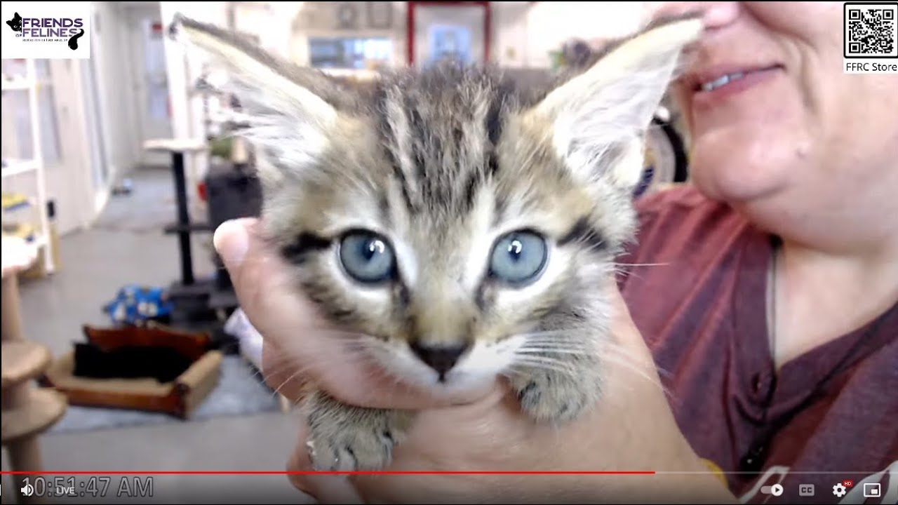 Q&A 09-27-2024  Friends of Felines Rescue Center (FFRC)
