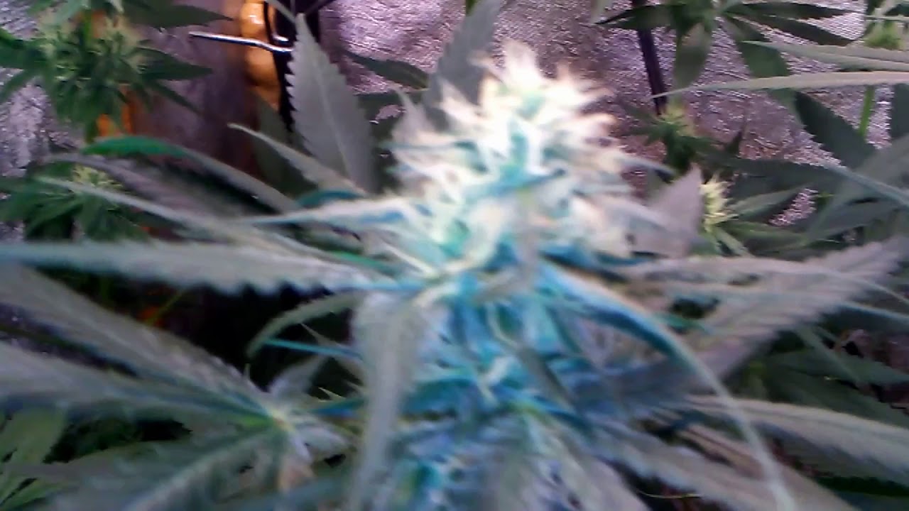 Cannabis Flowering Day 36