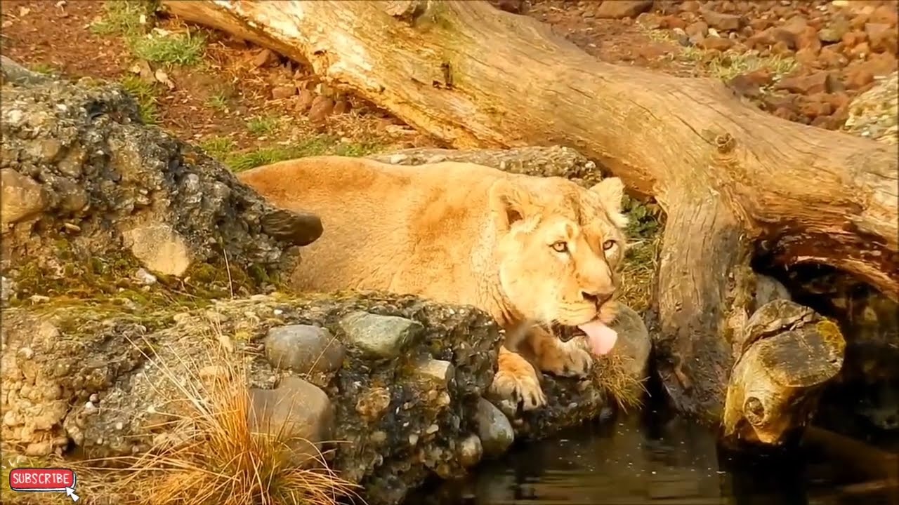 Legendary Animals Videos//animals fight