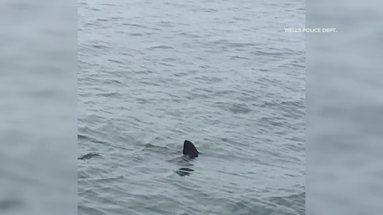 Six confirmed white shark sightings in Maine this summer
