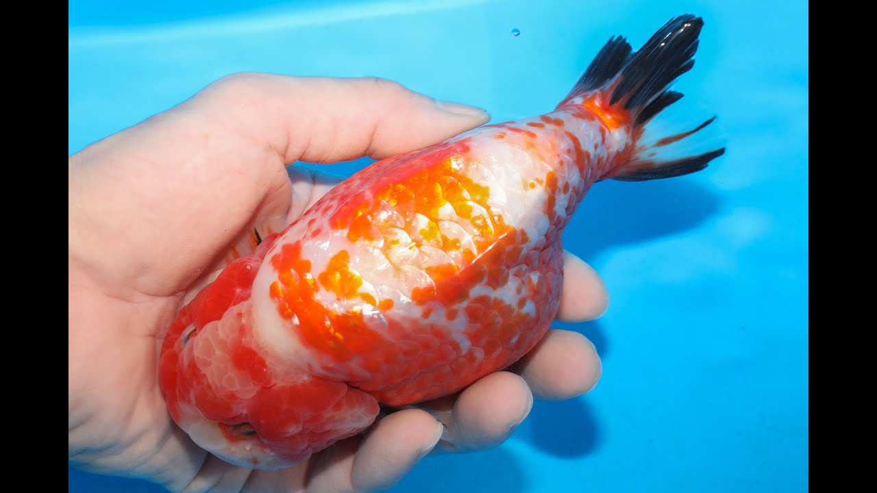 銀鱗曙更紗　16cm