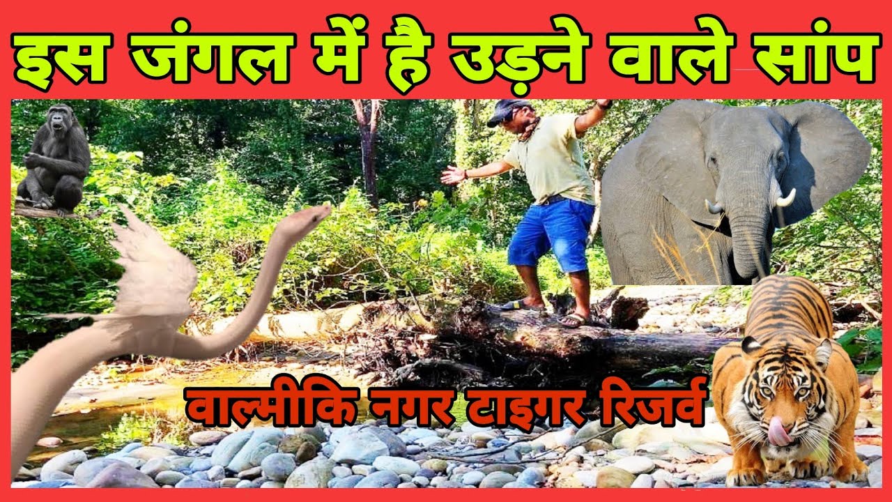 Valmiki Ashram Nepal | Valmiki Tiger Reserve | Madanpur Devi Sthan | Street Foods |Dangerous Animals