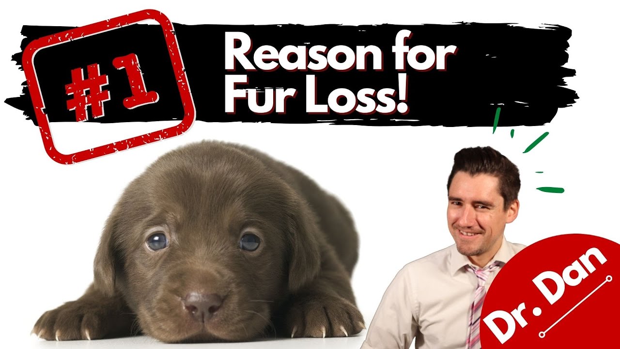 Number one reasons for fur loss in puppies.  Is your puppy losing fur?