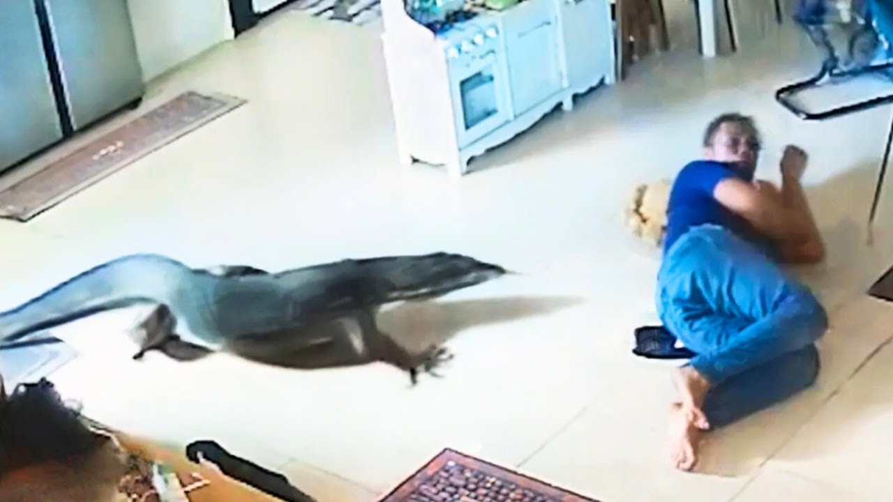 Неожиданные дикие животные врываются в дома