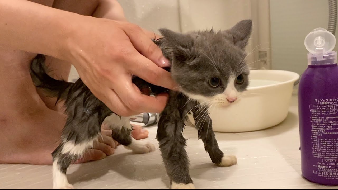 【子猫】はじめてのお風呂でも泣かない強い猫
