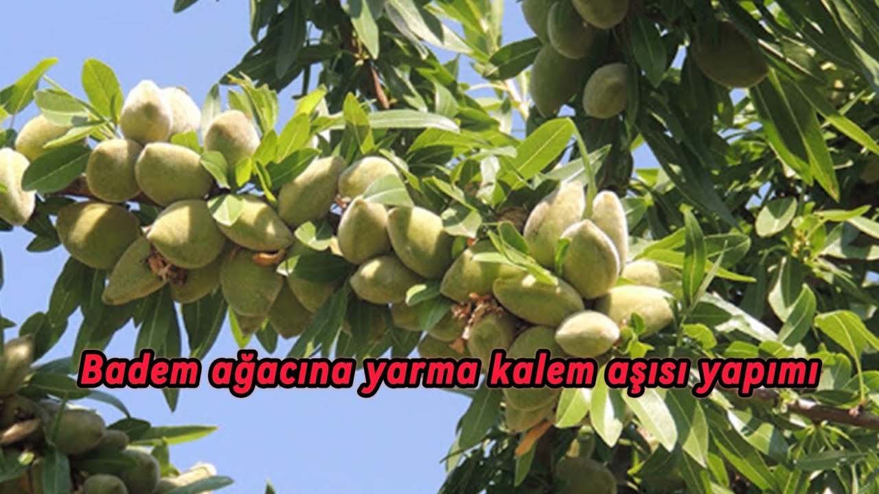 Badem ağacına tatlı çekirdek badem yarma kalem aşısı yapımı. badem cins değiştirme aşısı yapımı.