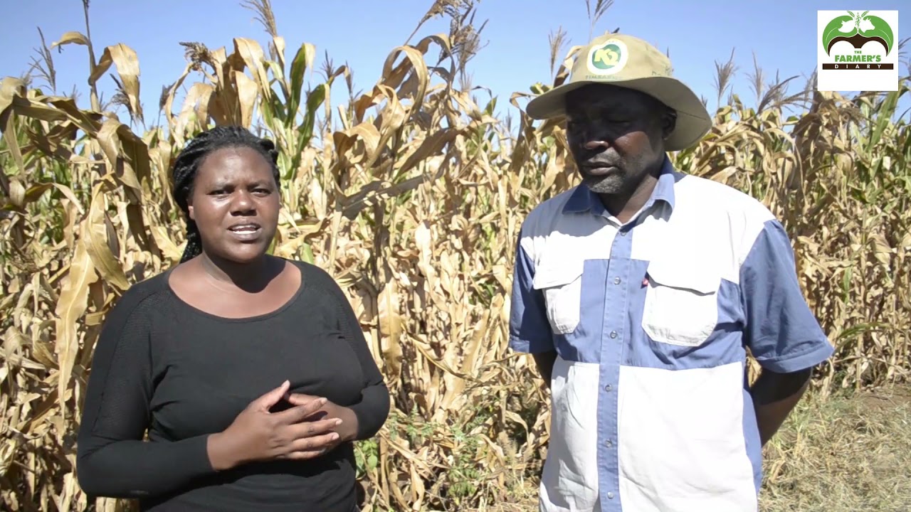 The Farmer's Diary-Maize production guide