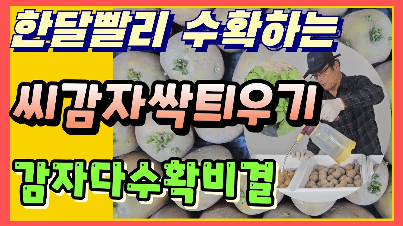 씨감자 한달빨리수확가능한 싹틔우기