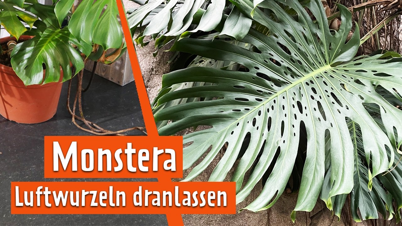 Monstera umtopfen mitsamt Luftwurzeln | MDR Garten