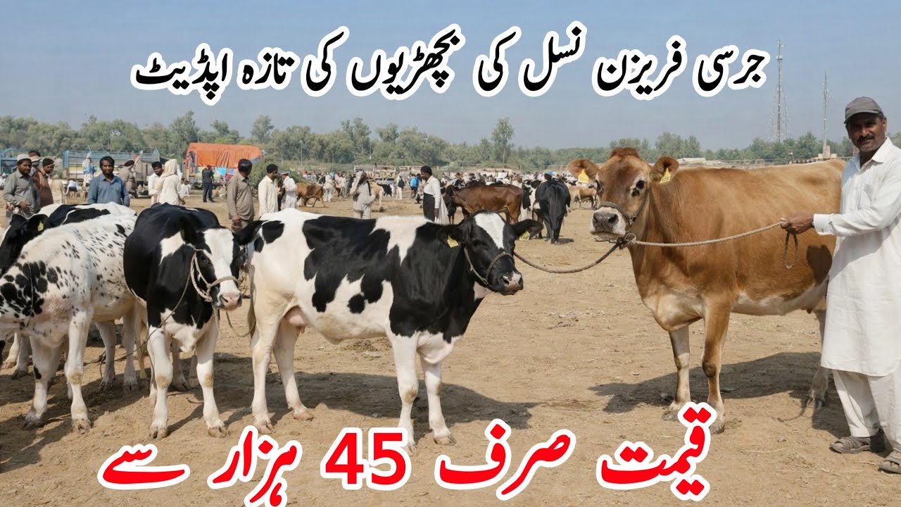  جرسی فریزن نسل کی بچھڑیوں کی تازہ اپڈیٹ 🐄 | صرف 45 ہزار سے شروعات 😱 | لائیو منڈی ویڈیو
