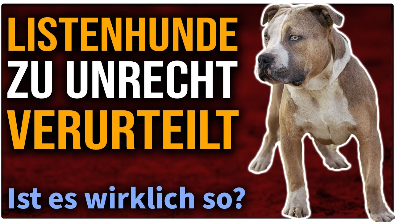 Sind Listenhunde wirklich gefährlich? - Tipps zur MEHRHUNDEHALTUNG - TGH XXL