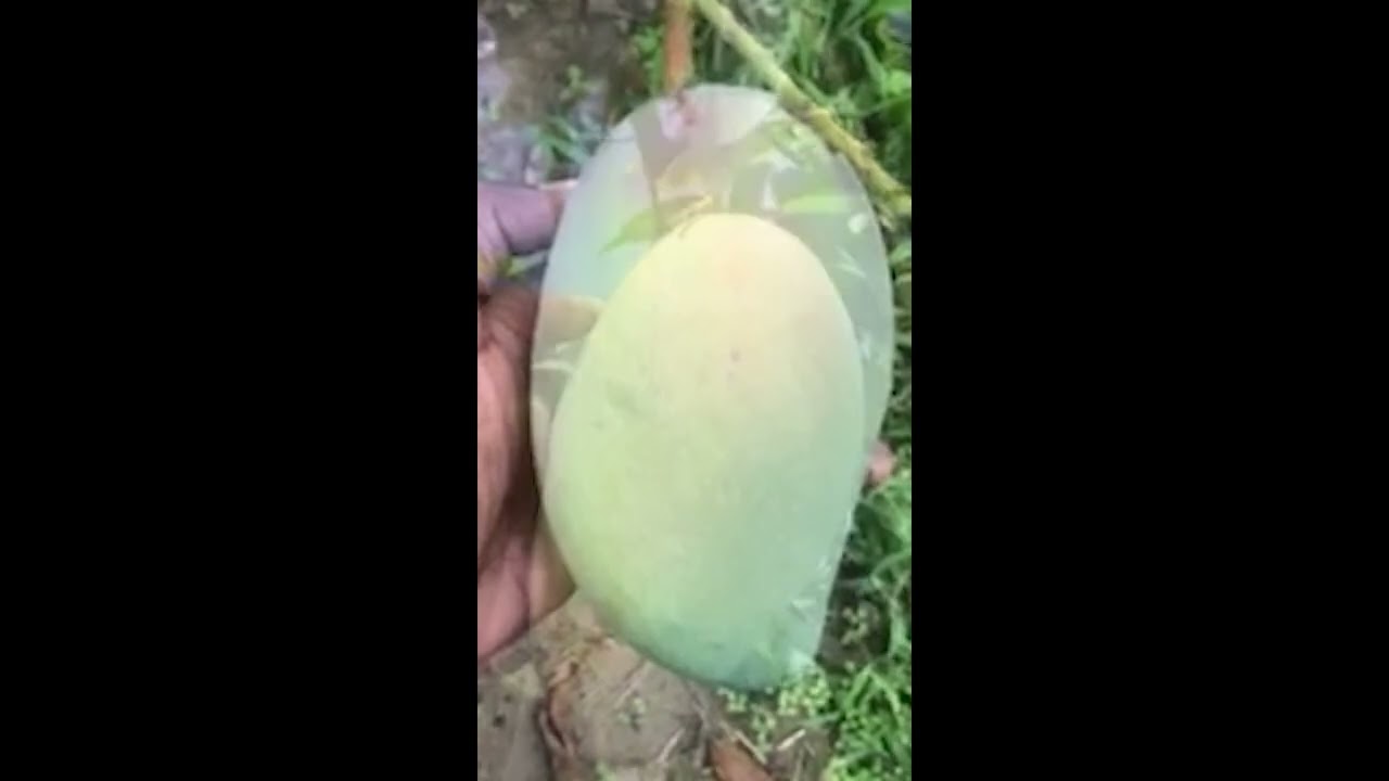 Chau Nghe Mango 💕💕 #ChauNgheMango #VietnameseMango #mango #fruitinfo #shorts
