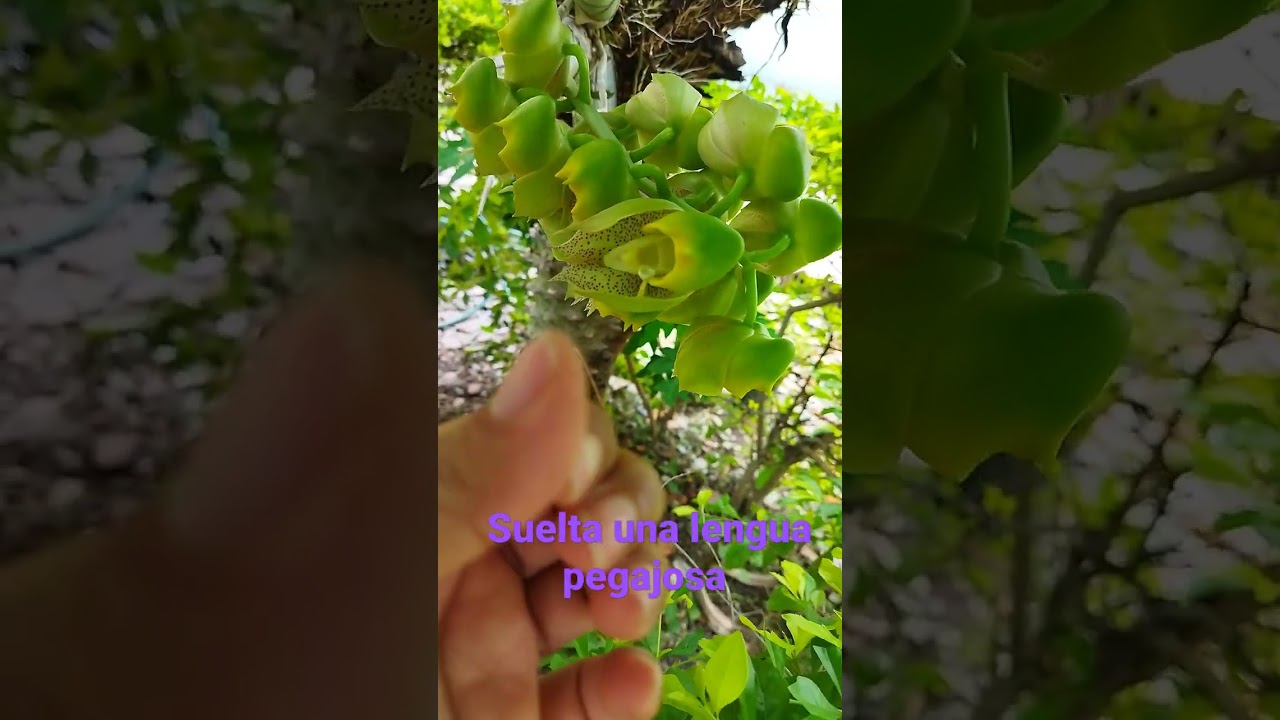 orqu&iacute;dea catasetum macrocarpum