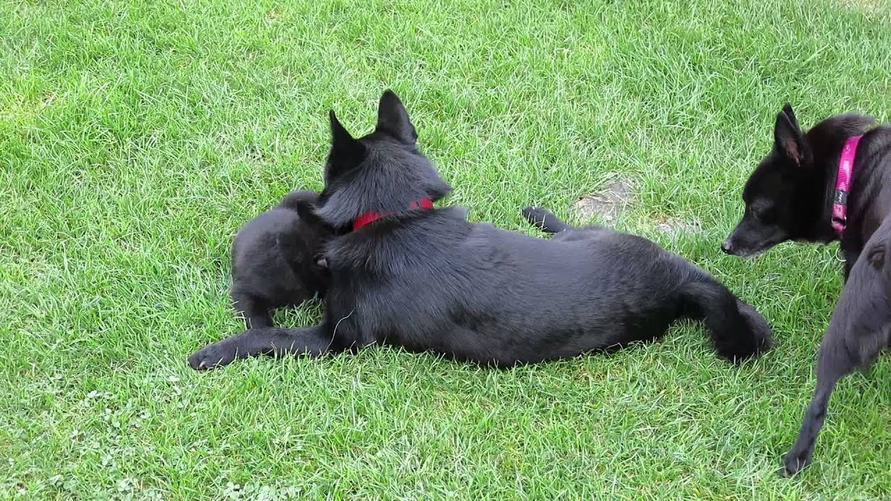 Schipperke-Welpen 7 Wochen
