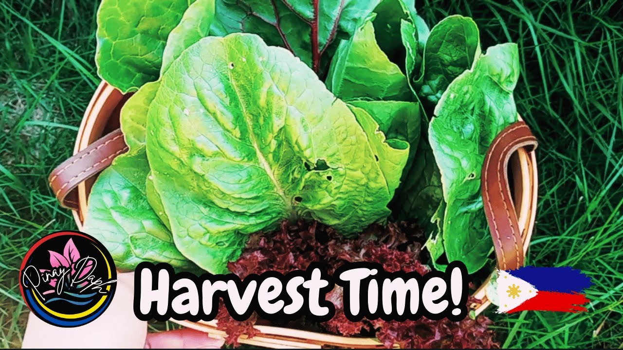 Pinay Harvest Leafy Greens Grown From The Grow Bags! Zone 9A