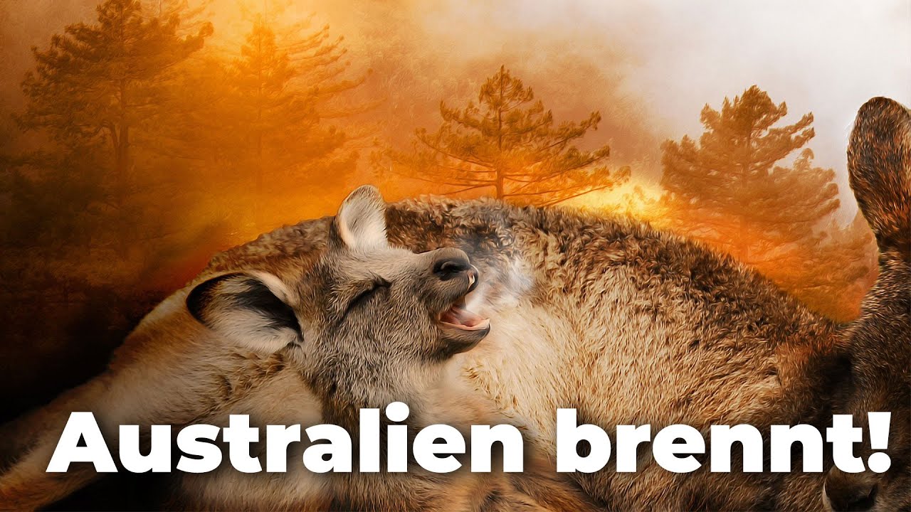 BREAKING NEWS Australien - Mega-Feuer entsteht! Koalas und K&auml;ngurus sterben! - Clixoom nature