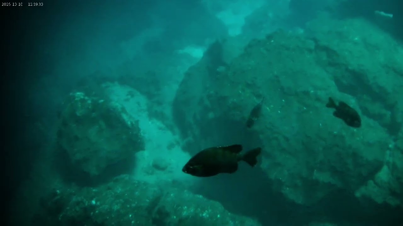 My First Time Scuba Diving at Devil&rsquo;s Den, Florida | Beginner Diver Experience