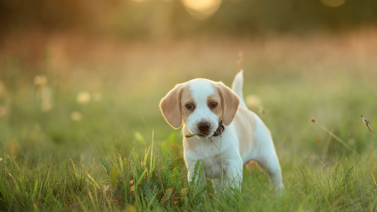 Choosing Between a Brittany and a Springer Spaniel A Breed Comparison