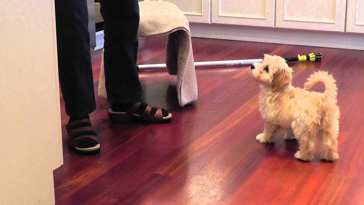 Bonnie our adorable 3 month old Havanese puppy does her tricks