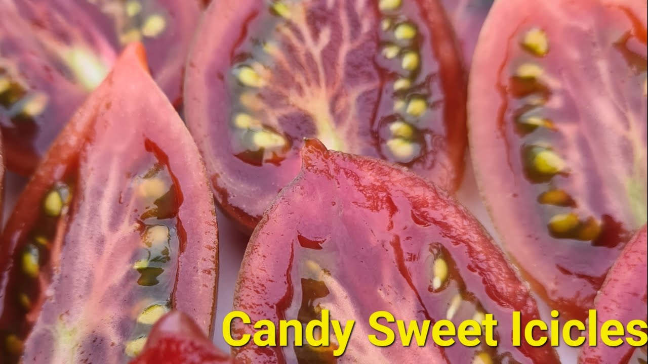Candy Sweet Icicles &ndash; Der s&uuml;&szlig;este Tomaten-Traum f&uuml;r deinen Garten! 🍅