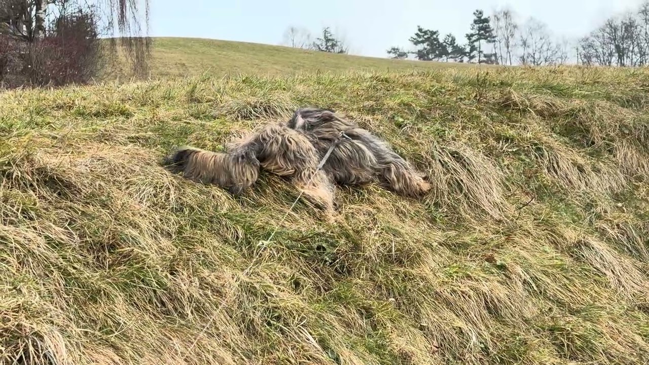 Crea ist auf den Spuren von Isaac Newton oder einfach nur spielen  #dog #doglove #hund 