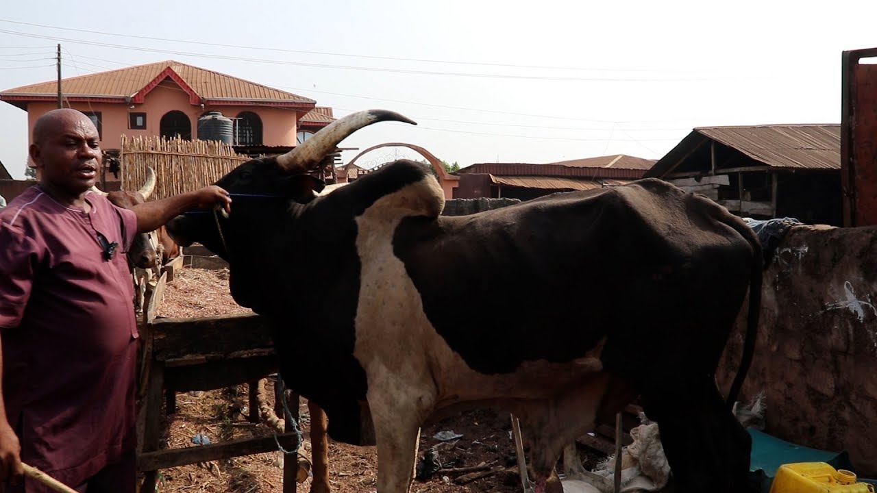 A VISIT TO LIVESTOCK MARKET IN BENIN CITY ADUWAWA CATTTLE MARKET CHECK THE PRICE OF COW GOAT RAM