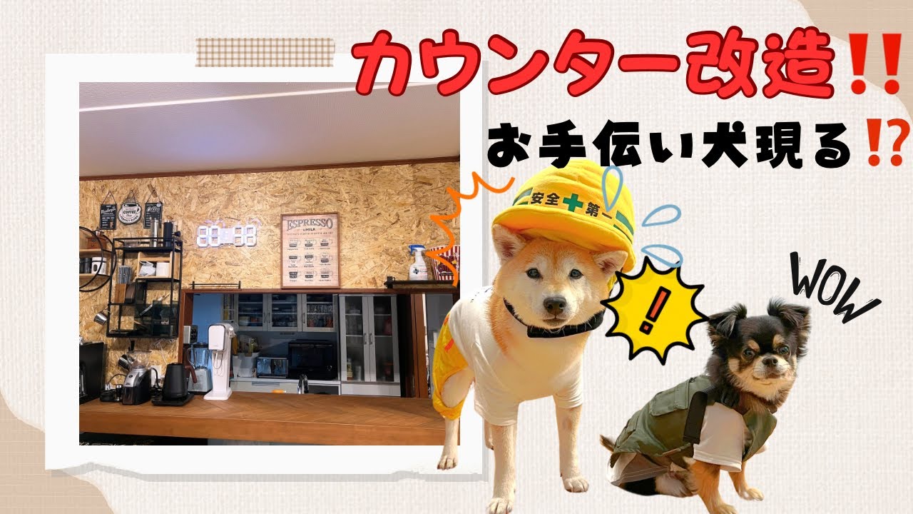 カウンターDIYにビビる現場監督ポン♪