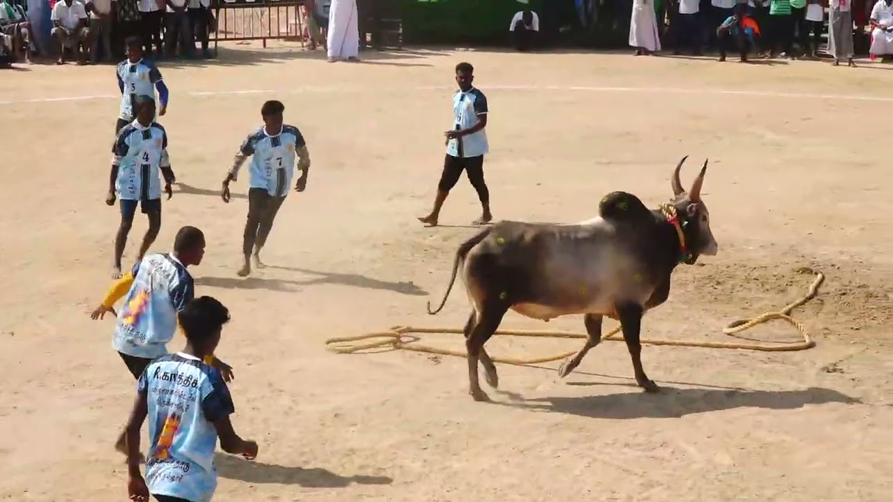 கட்டாணிபட்டி முத்துராஜா அம்பலம் கொம்பன்  காளை  Vs நல்லூர் ஸ்ரீ நல்லியப்பசாமி குழு | PK Media