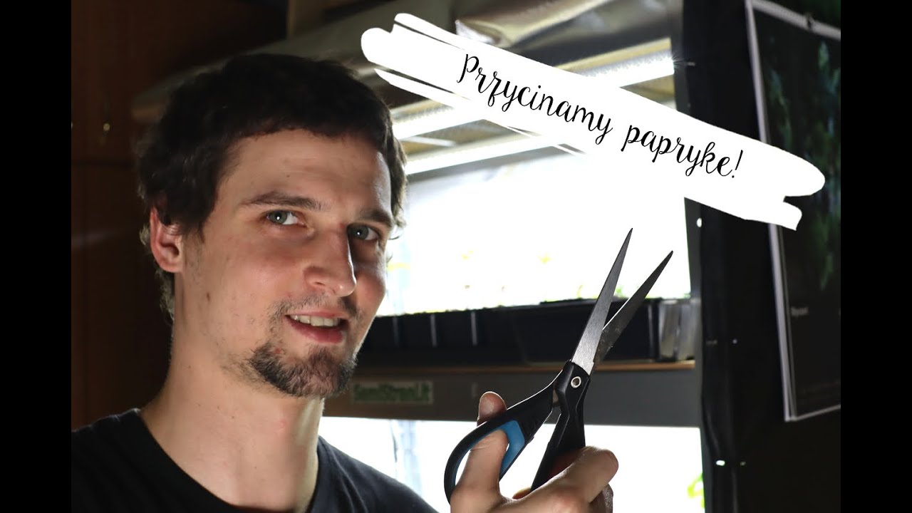 Od nasionka do ogonka: Pierwsze cięcie sadzonek papryki chili