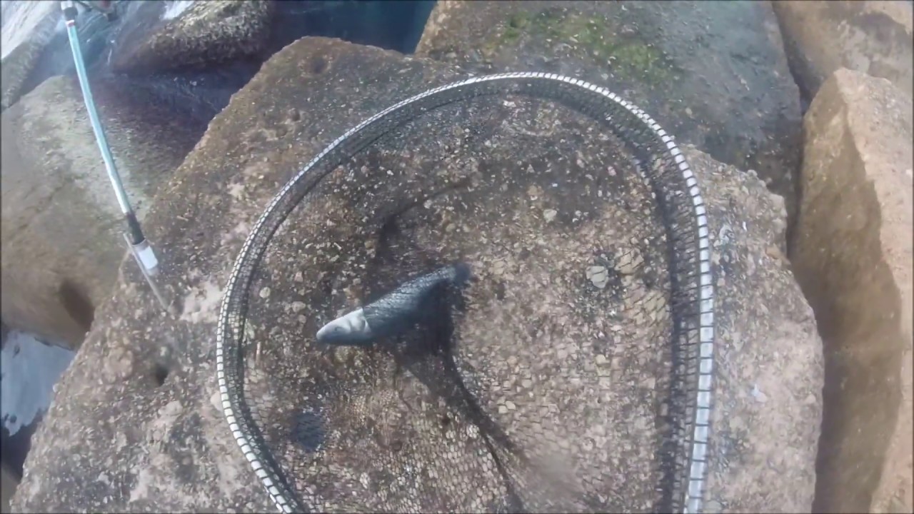 🎣 Surfcasting en Torrevieja 🎣 Lubina de 1 kilo y medio. RC Vlog 2