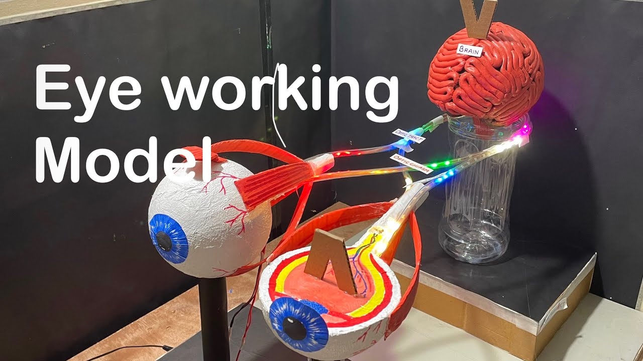 human eye working model | working model of eye for science exhibition | biology working model