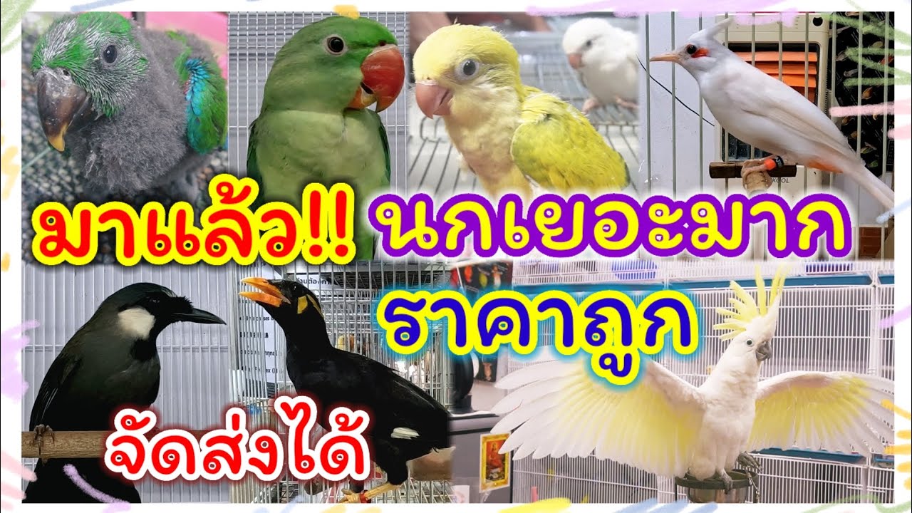 มาแล้ว!! นกเยอะ หลายสายพันธุ์ ราคาถูก  โปรโมชั่นลดราคา จัดส่งได้ สนามหลวง2 ร้านเบิร์ดบรีด ฟาร์ม