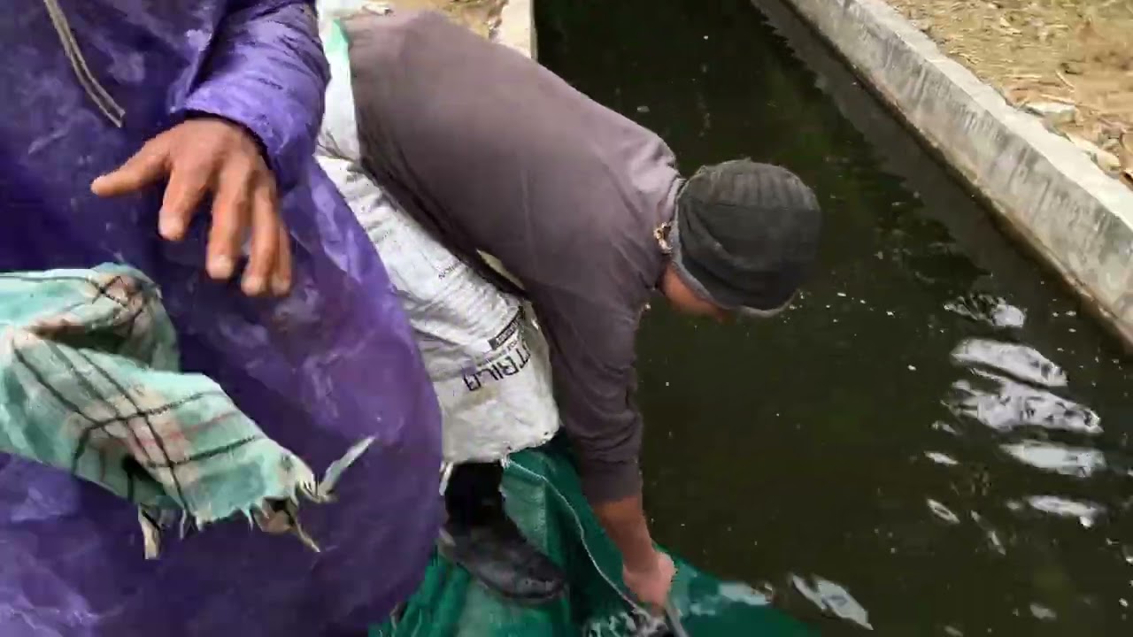 Trout Farming Documentary. (Not a vlog).